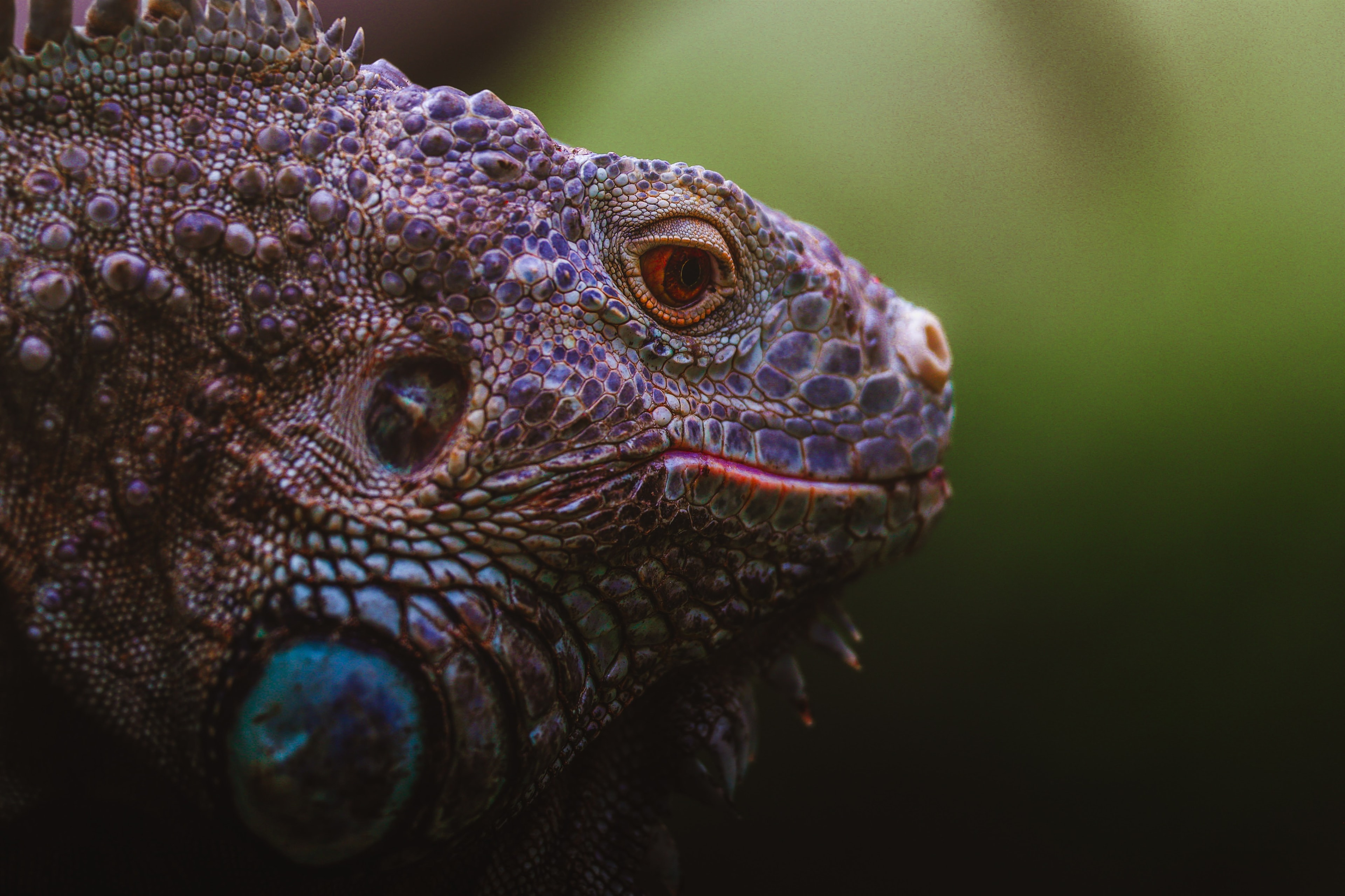 An iguana's head in extreme close-up, its scales lit in violet and blue against a soft green background.